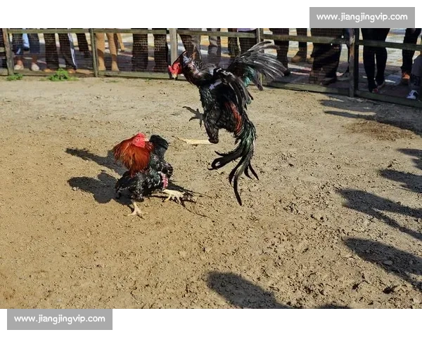 激烈赛场上的斗鸡争霸战精彩瞬间全记录