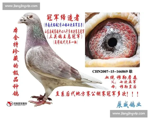 信鸽比赛如何进行细节解析与技巧分享助你赢得比赛